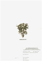 藏品(乳頭軟骨凹頂藻)的圖片